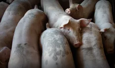 Hogs packed in a pen (Pexels / Mark Stebnicki)