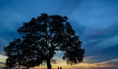 oak tree