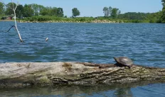 turtle at Pleasant Creek State Recreation Area, Palo, Iowa