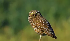 Photo of a burrowing owl stand on top of a wooden poll.