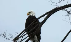 Eagle