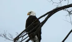 Eagle
