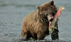 picture of a grizzly bear eating a salmon in a river