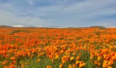 Antelope Valley Preserve Icon
