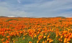 Antelope Valley Preserve Icon