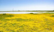 Jepson Prairie near the Flannery land