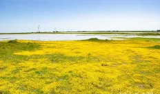 Jepson Prairie near the Flannery land