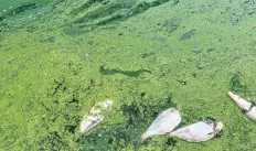 Photo of Algal Bloom with dead fish