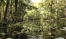 Photo of water, trees, lily pads