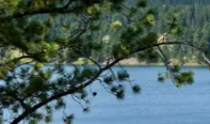 Lake and trees