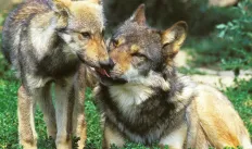 Grey wolf laying down licking pup on a sunny day with green in the background