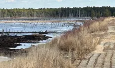 Pine Barrens