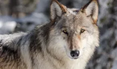 Picture of a wolf looking right at the camera calmly, snow in background