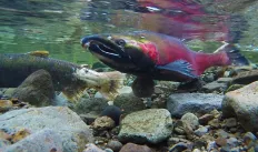 salmon fish underwater