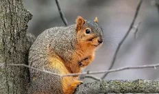 Squirrel Square