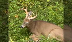 Male deer with antlers