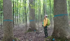 man looking up at trees that have a blue line painted on the trunks