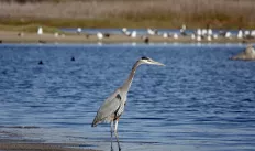 Blue Heron1.jpg