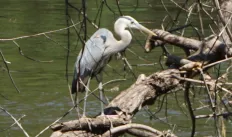 GreatBlueHeron.jpg