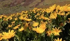 Hiking&Flowers.jpg