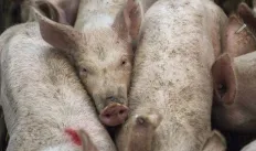 cafo.png