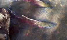 coho-salmon.jpg