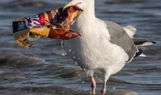 litter.jpg