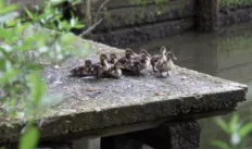 little_ducks.jpg