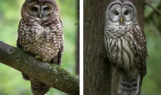 owls.jpg