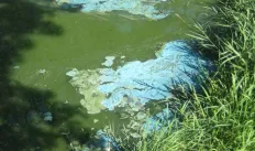 photosofalgaeblooms.jpg