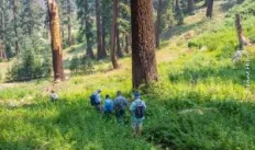 Starkweather Trail Wildflower-Tree Walk_JHphotos_0.jpg