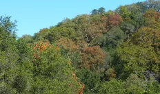 Oak Wodlands.jpeg