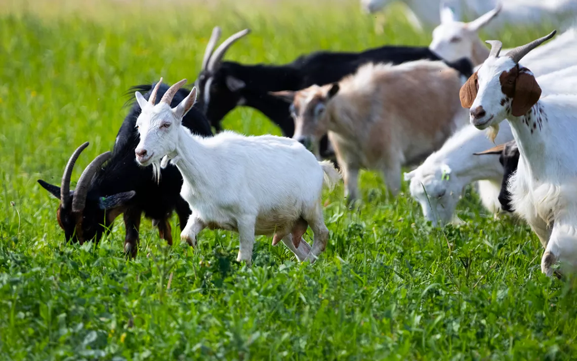 A herd of goats walks through knee-high grass