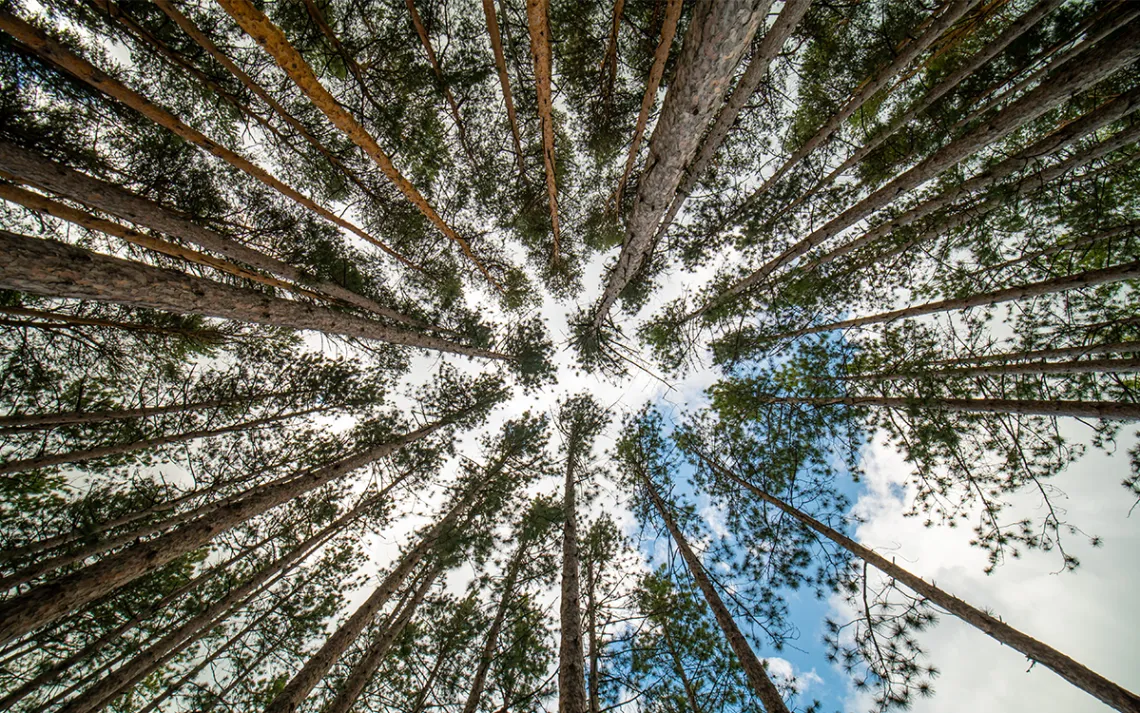 Tree canopy