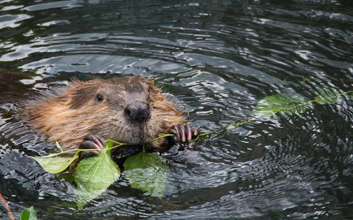 Beavers