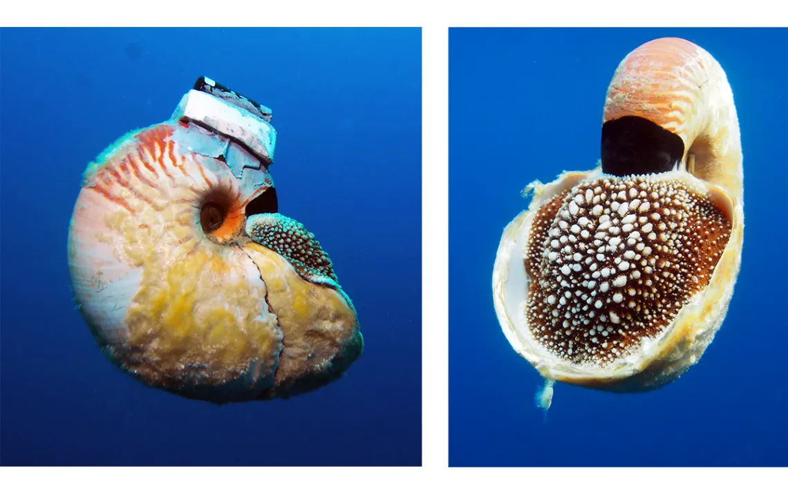Nautilus