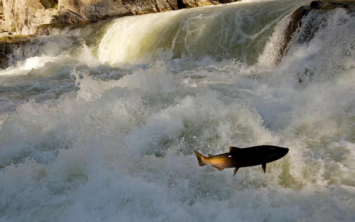 Threatened Snake River spring-summer chinook trying to make its way upstream. They once numbered in the millions; today an average annual return of wild spring-summer chinook in the Snake River Basin is 10-20K.