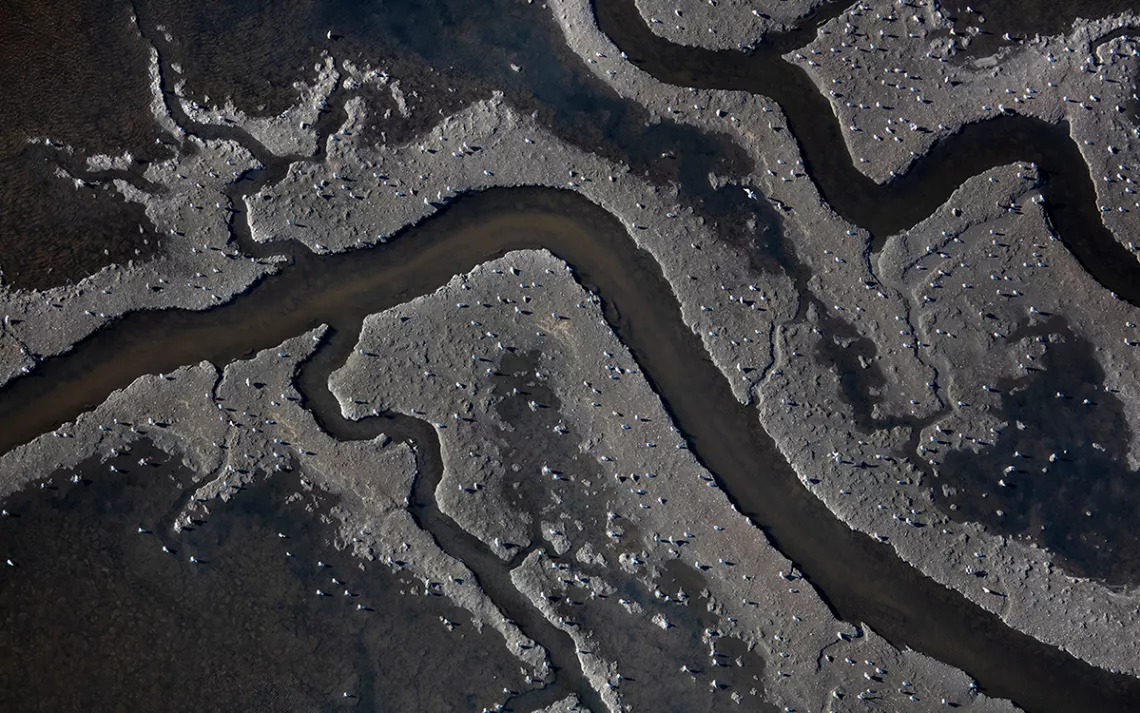 Even dry salt beds provide important habitat for local and transient species.