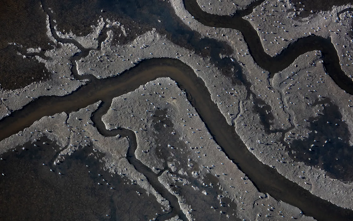 Even dry salt beds provide important habitat for local and transient species.