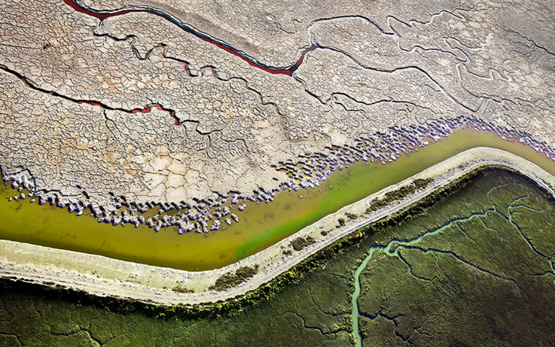 A levee divides a parched salt pond from a burgeoning wetland.