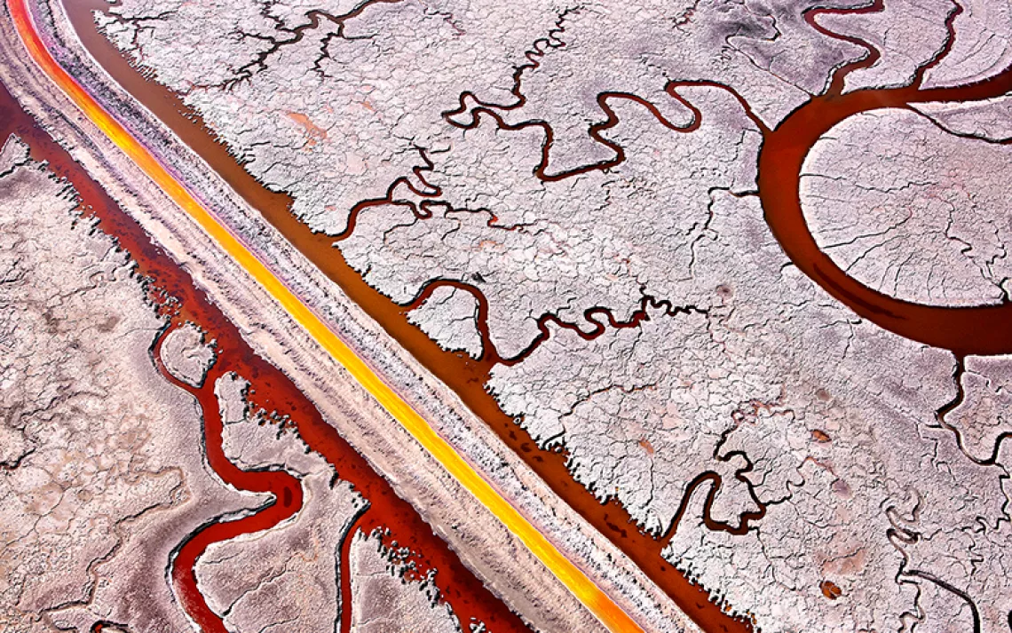 Though many of the South Bay’s salt ponds are being converted to tidal marsh, some will be left intact to support ground-nesting birds.