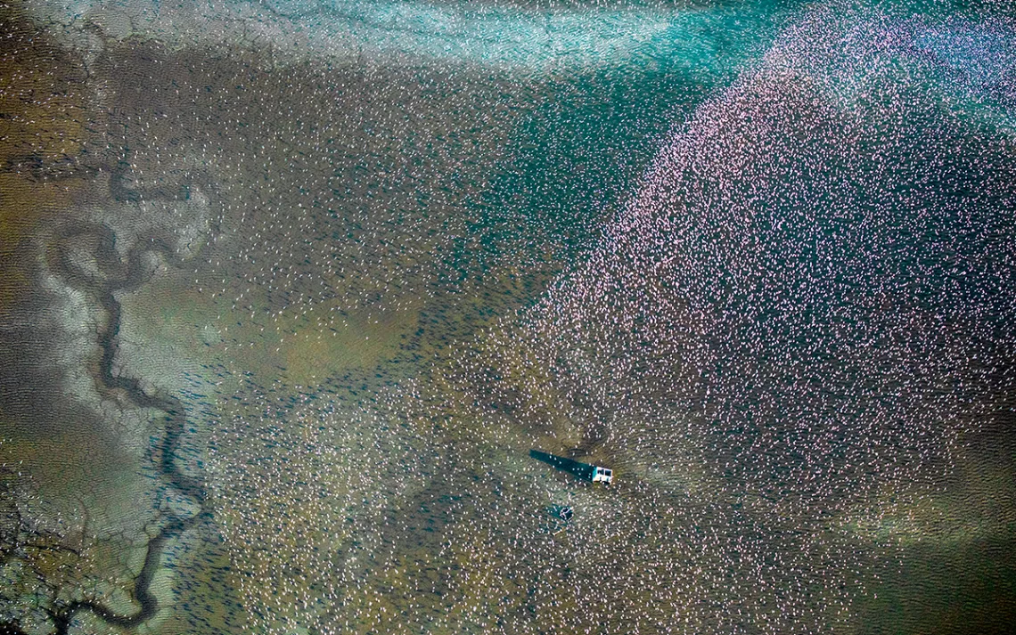 For birds flying along the Pacific Flyway, the Bay Area has become one of the few remaining stopovers in California.