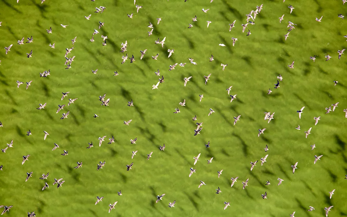 A flock of water birds soars over the colorful ponds of San Francisco’s South Bay.
