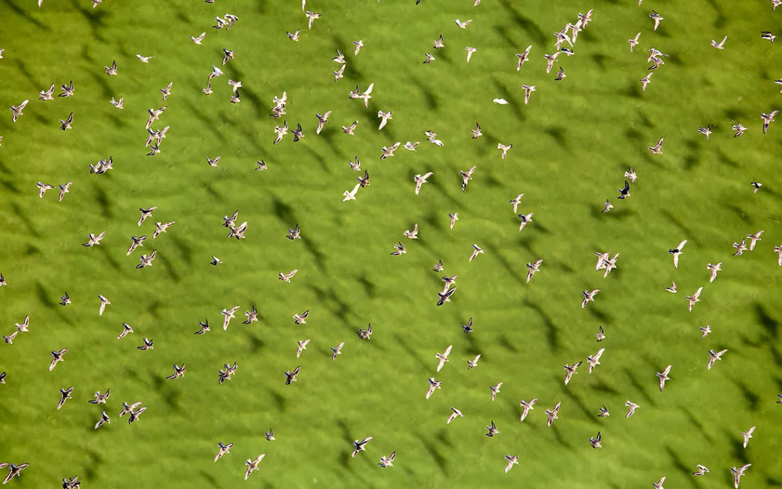 A flock of water birds soars over the colorful ponds of San Francisco’s South Bay.