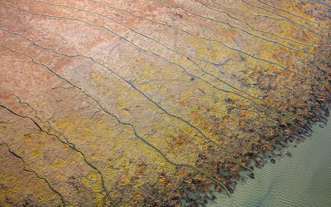 Given time, marsh plants will move upslope or downslope to more suitable soil.