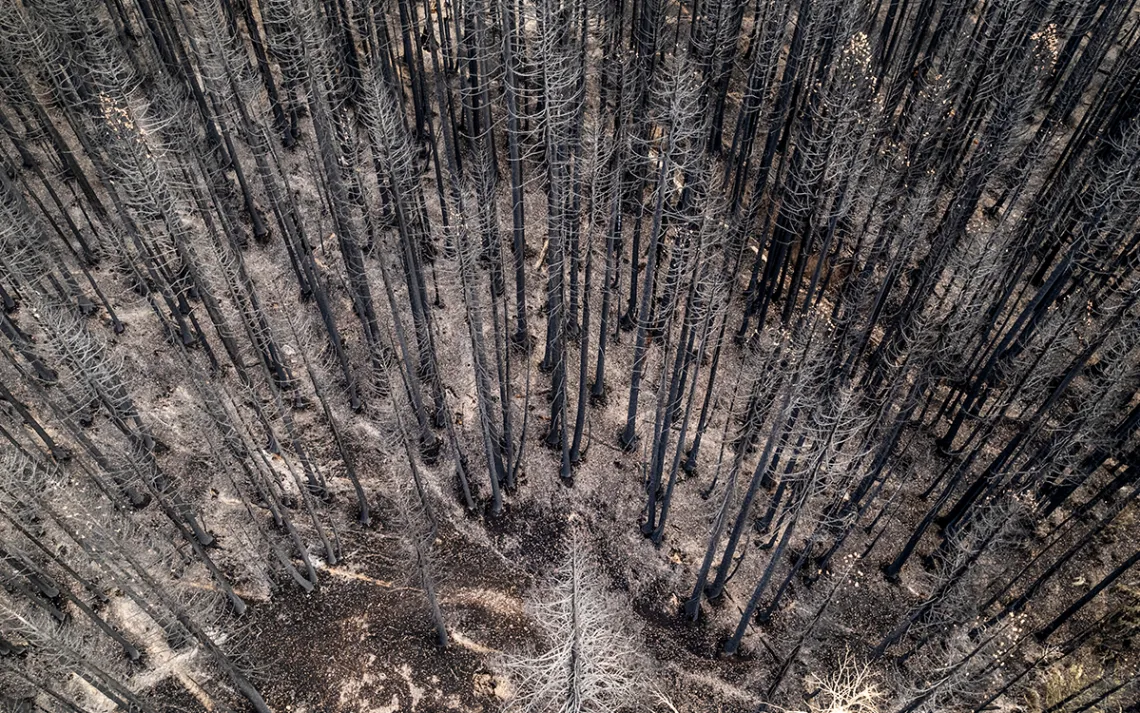Aerial view of a dead trees standing in a burned forest