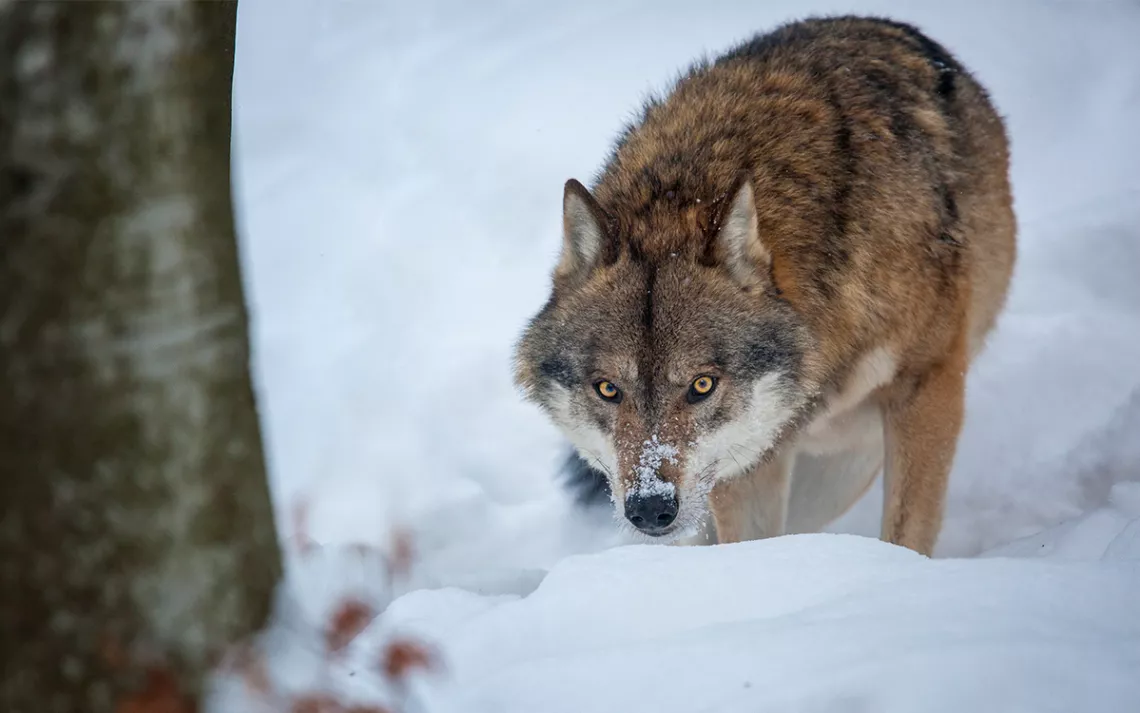 Image of wolf crouching intently in snow behind a tree. 