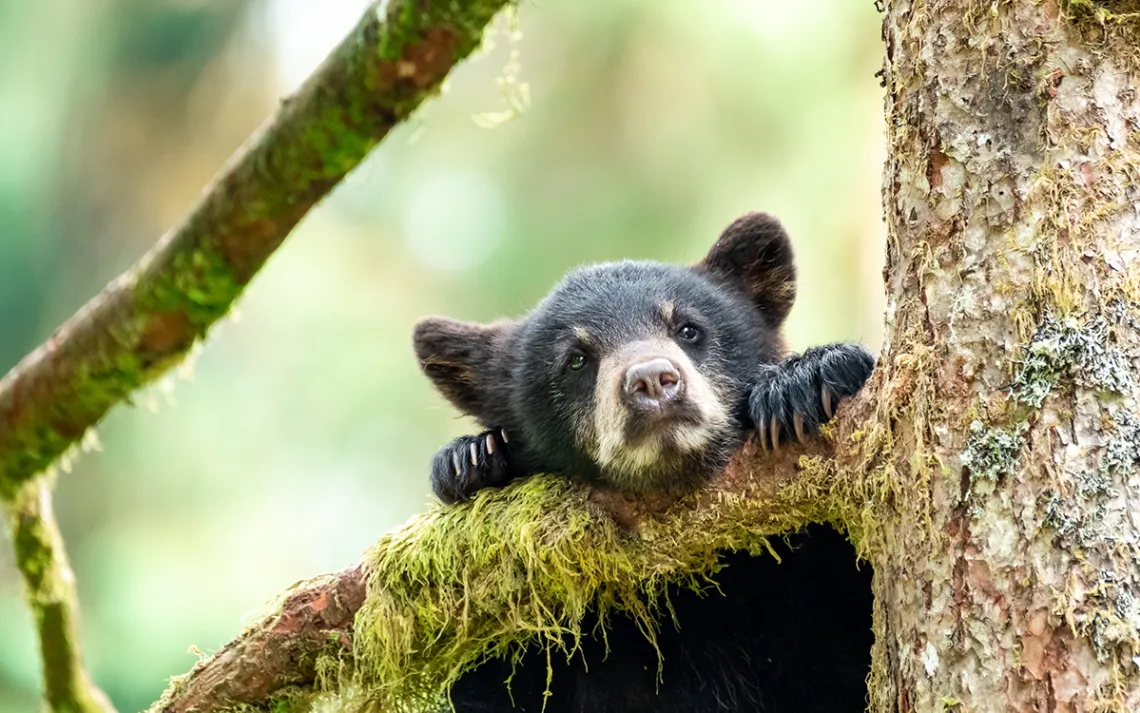 baby bear
