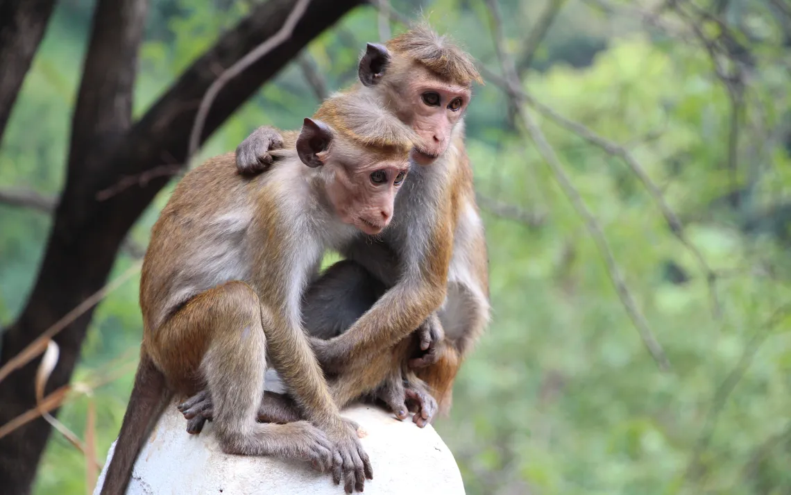 Monkeys