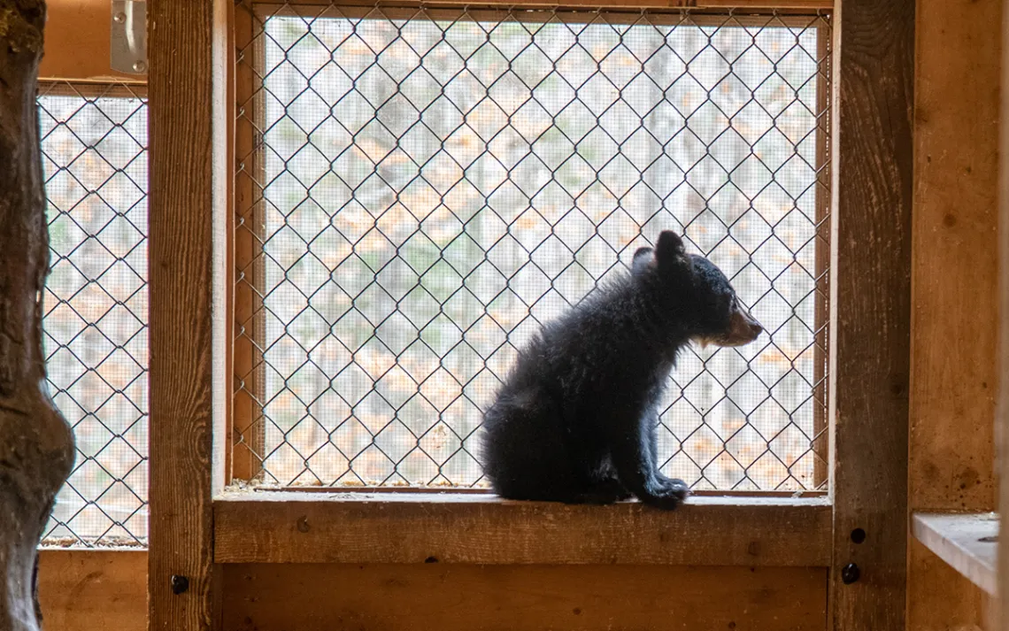 A bear cub sits in a screened enclosure at Kilham Bear Center in Lyme, New Hampshire